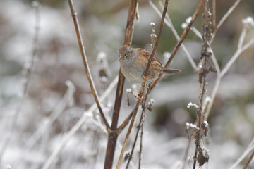 sparrow on snow