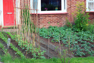 Vegetables growing in a front garden or yard. Self sufficient growing organic vegetable's.