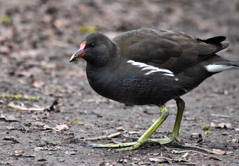 Birding Photography 