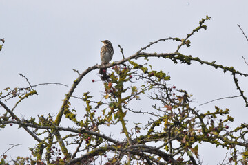 Birding Photography 