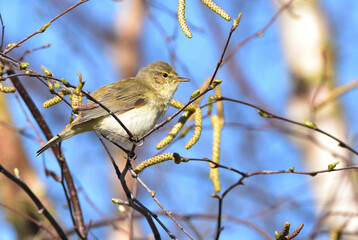 Birding Photography 
