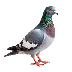 Pigeon isolated. Created with Generative AI tools