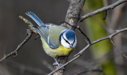 Birding Photography 