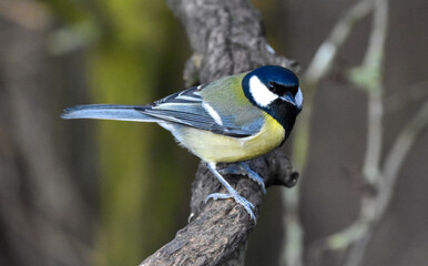 Birding Photography 