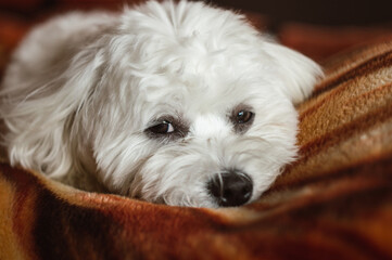 young maltese dog lies politely on a brown blanket at home and looks into the camera and falls asleep