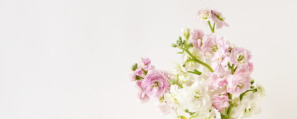 Fototapeta na wymiar delicate white and pink matthiola flowers on white background