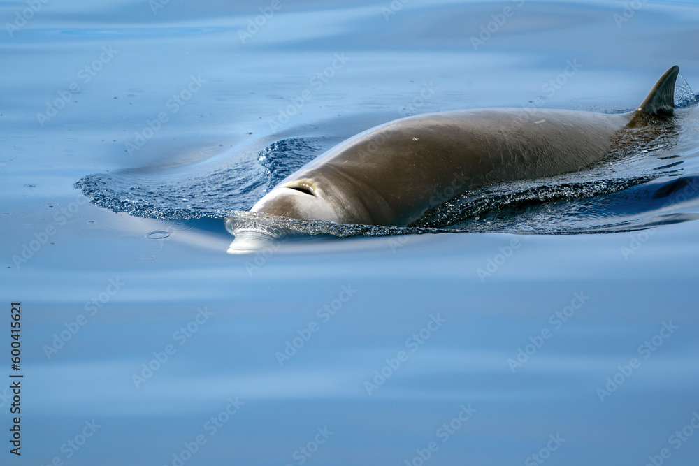 Wall mural Cuvier Beaked whale dolphin Ziphius cavirostris coming to you