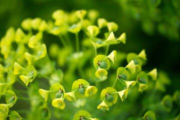 Fototapeta premium Yellow flowers in the springtime at Citylife park, Milan