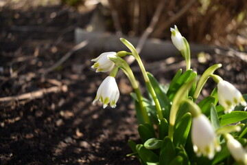 snowdrop flowers in the snow