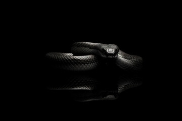 Single snake on black background with reflection, , Generative AI