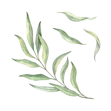 Green leaf branches collection. Greenery foliage, Eucalyptus, olive Botanical design element. Hand drawn watercolor illustration for greeting card, wedding invitation, pack, stationary