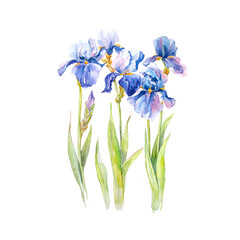 watercolor blue flowers of irises, hand drawn floral design elements