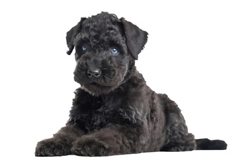 Kerry Blue Terrier Dog Puppy. On An Isolated Transparent Background, Png. Generative AI