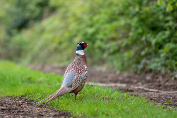 Male pheasant (phasianus colchicus) in the Irish countryside