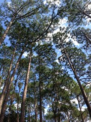 Top of  the tree in forest