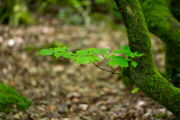 New growth from mossy tree branch