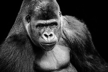 black and white photo of gorilla