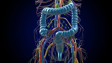 Large intestine appendix anatomy for medical concept 3D Rendering