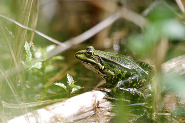 Ein grüner Teichfrosch sitzt am Ufer eines Tümpels