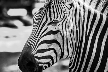 black and white photo of zebra