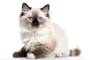 Fototapeta na wymiar Ragdoll Kitten On White Background, Full Body. Generative AI