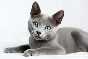 Russian Blue Kitten On White Background. Generative AI