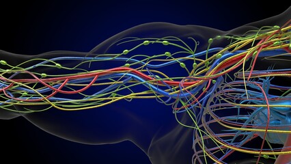 Human lymph nodes anatomy for medical concept 3D rendering