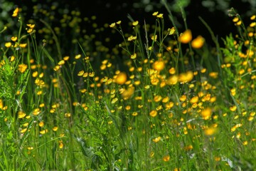 pink and yellow flowers in the garden