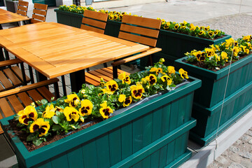 View of wooden green stands with spring small yellow flowers. Wooden tables and chairs in the street cafe, restaurant without visitors. Cozy atmosphere. Poland, Gdansk, April 2023
