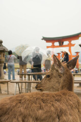 広島 雨の厳島神社の大鳥居と観光客と野生の鹿