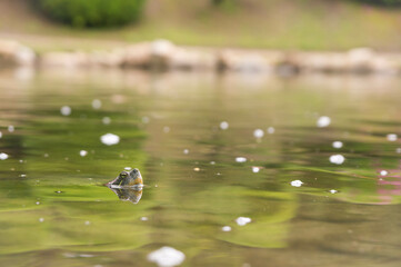 広島 縮景園の池から顔を出して様子をうかがうミドリガメ