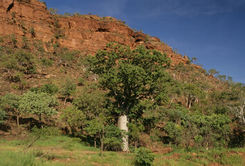 Adansonia gregorii