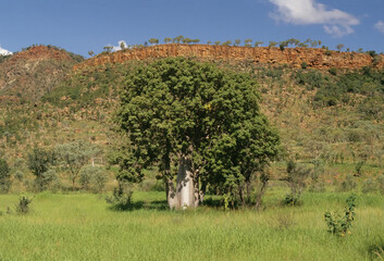 Adansonia gregorii