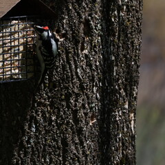 Obraz premium Hairy Woodpecker