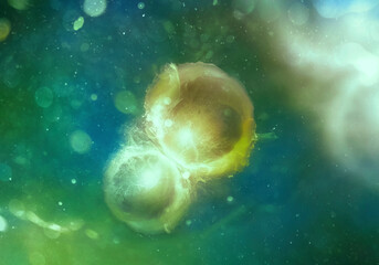 Cells through electron microscope (shallow dof)