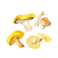 Mushroom illustrations. Fungi. Agaric. Ganoderma, Chanterelle. Aquarelle. Gourmet. Enoki, Boletus, Porcini. Great for packaging, recipes, blogs etc.