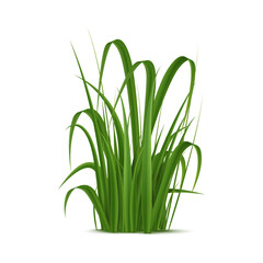 Realistic grass, lush green blades with soft texture, isolated vector ground cover provides a peaceful, natural setting in various environments such as meadows, gardens, and parks