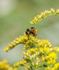 Tri-colored Bumble Bee, Bombus ternarius on goldenrod