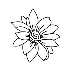 Doodle art flowers. Hand-drawn herbal design elements.