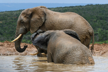 Elephants at the Addo Elephant National Park in South Africa