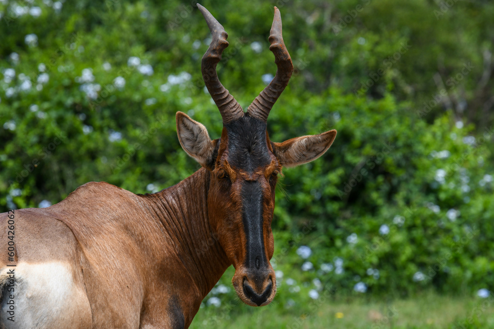 Wall mural Tsessebe at the Addo Elephant National Park on South Africa