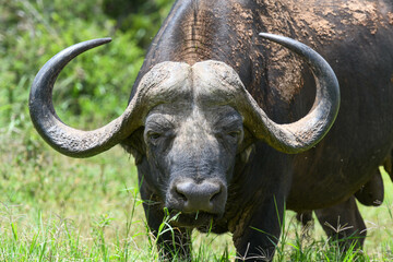 Obraz premium Buffalo at the Addo Elephant National Park on South Africa