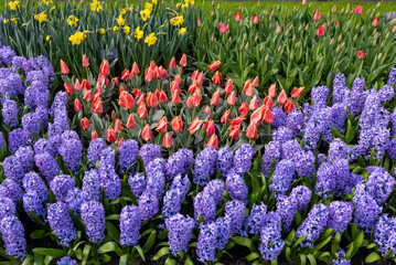 tulips and blue hyacinths blooming in a garden