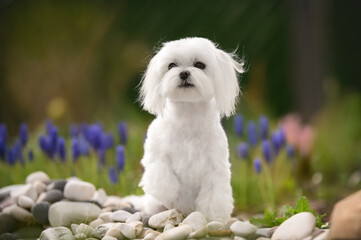 beautiful maltese dog sitting outdoors on rocks - obrazy, fototapety, plakaty