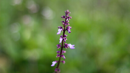 Beautiful Plectranthus rotundifolius flower in the garden