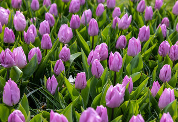 pink tulips blooming in a garden
