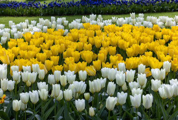 yellow and white tulips blooming in a garden