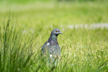 Beautiful photo of The pigeon and green grass. Gray Dove standing in grass. A bird on the street close up