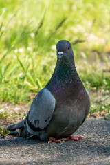 Beautiful photo of The pigeon and green grass. Gray Dove standing in grass. A bird on the street close up
