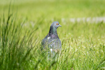 Beautiful photo of The pigeon and green grass. Gray Dove standing in grass. A bird on the street close up